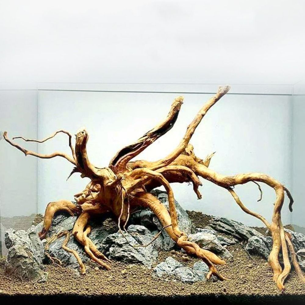 Aquarium Plant Guide - Legno Naturale per Acquario 20-25CM, Decorazione