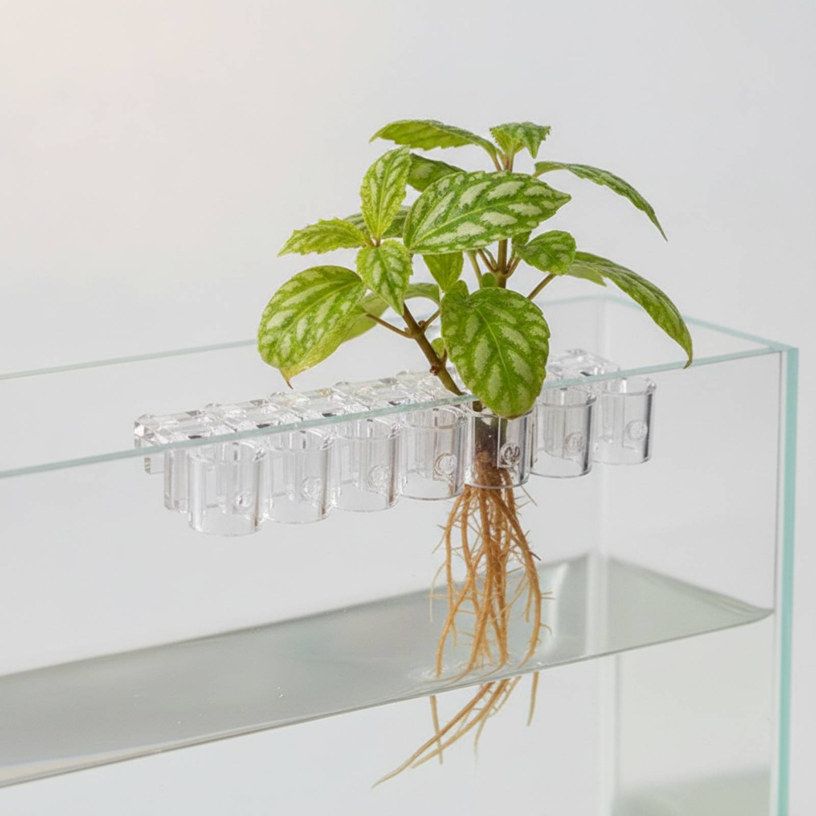 Set di 6 Supporti per Piante A - Aquarium Plant recensione e prezzo