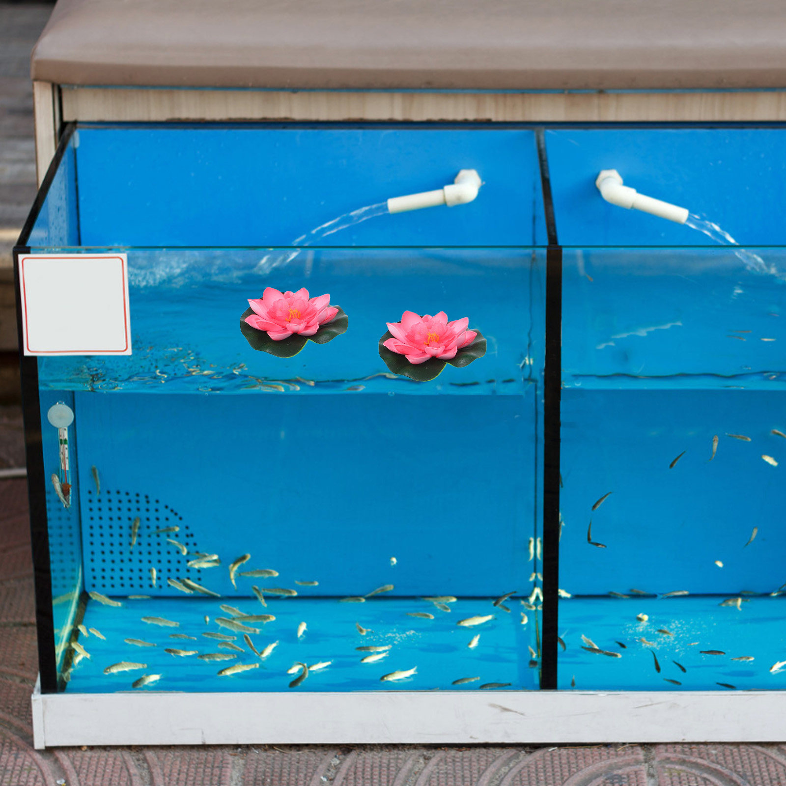 12 Pezzi di Fiori di Loto Arti - Aquarium Plant recensione e prezzo
