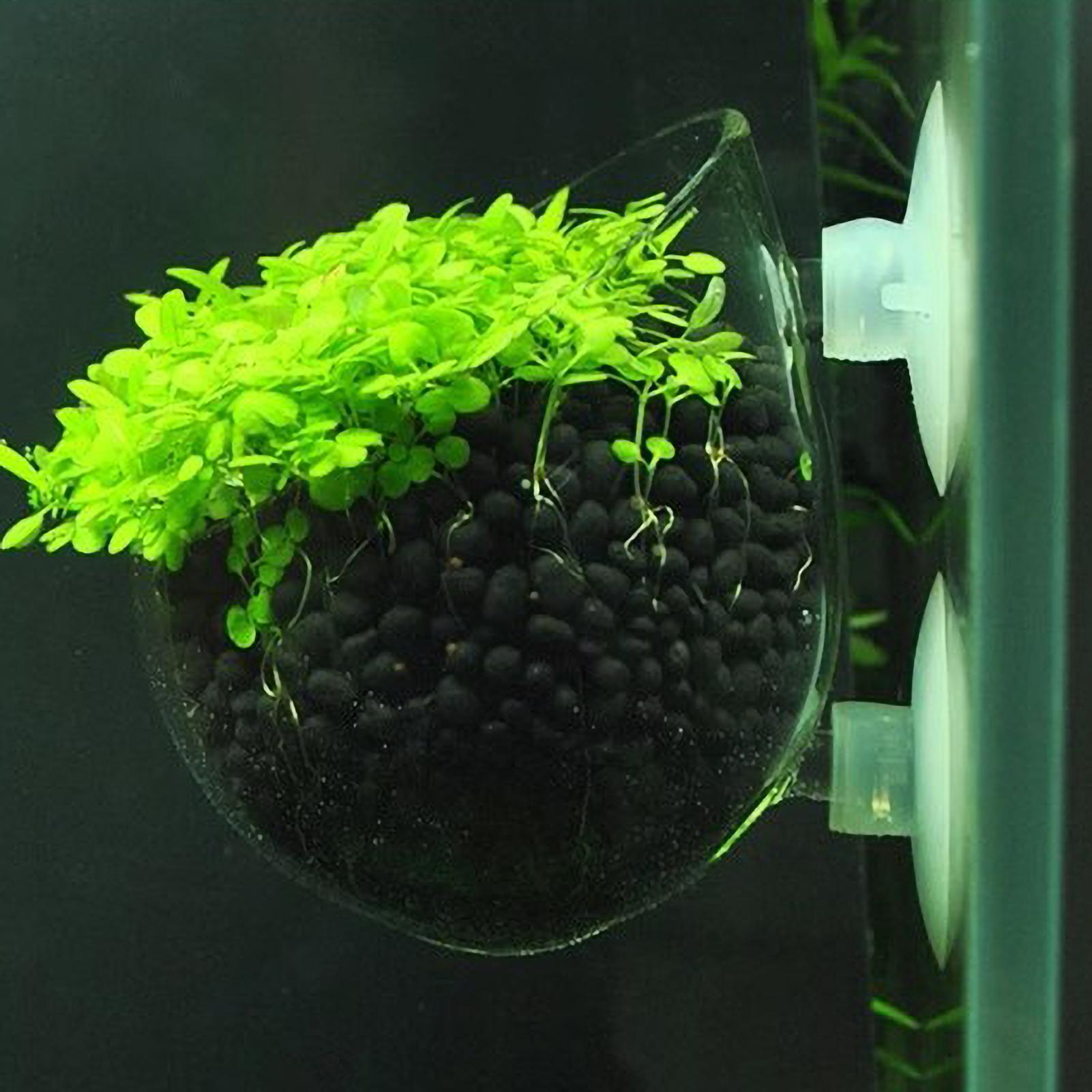 Supporto per Piante Acquatiche - Planted Aquarium Media recensione e prezzo