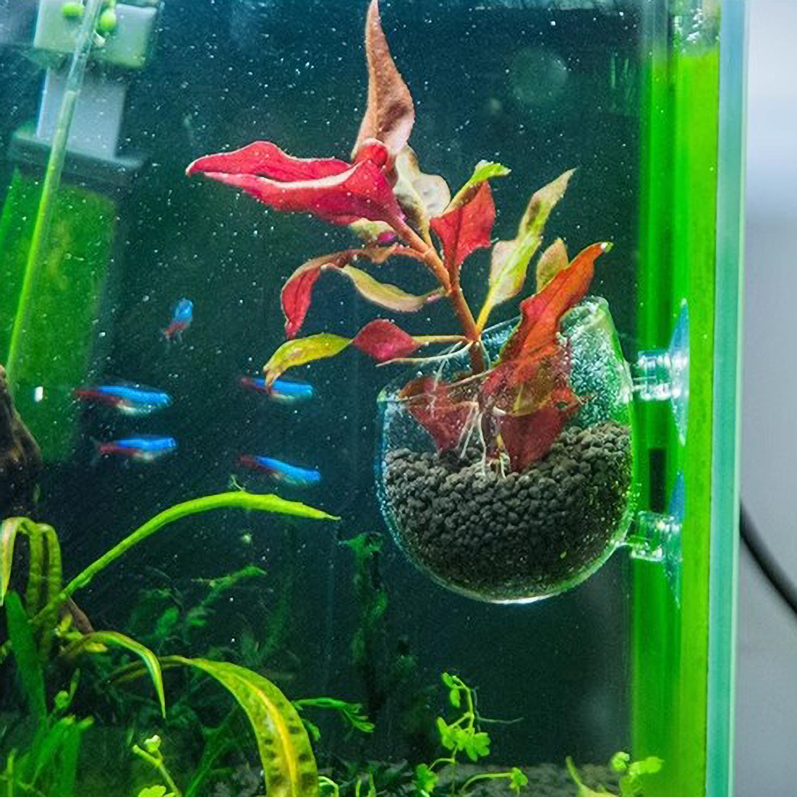 Supporto per Piante Acquatiche - Planted Aquarium Media recensione e prezzo