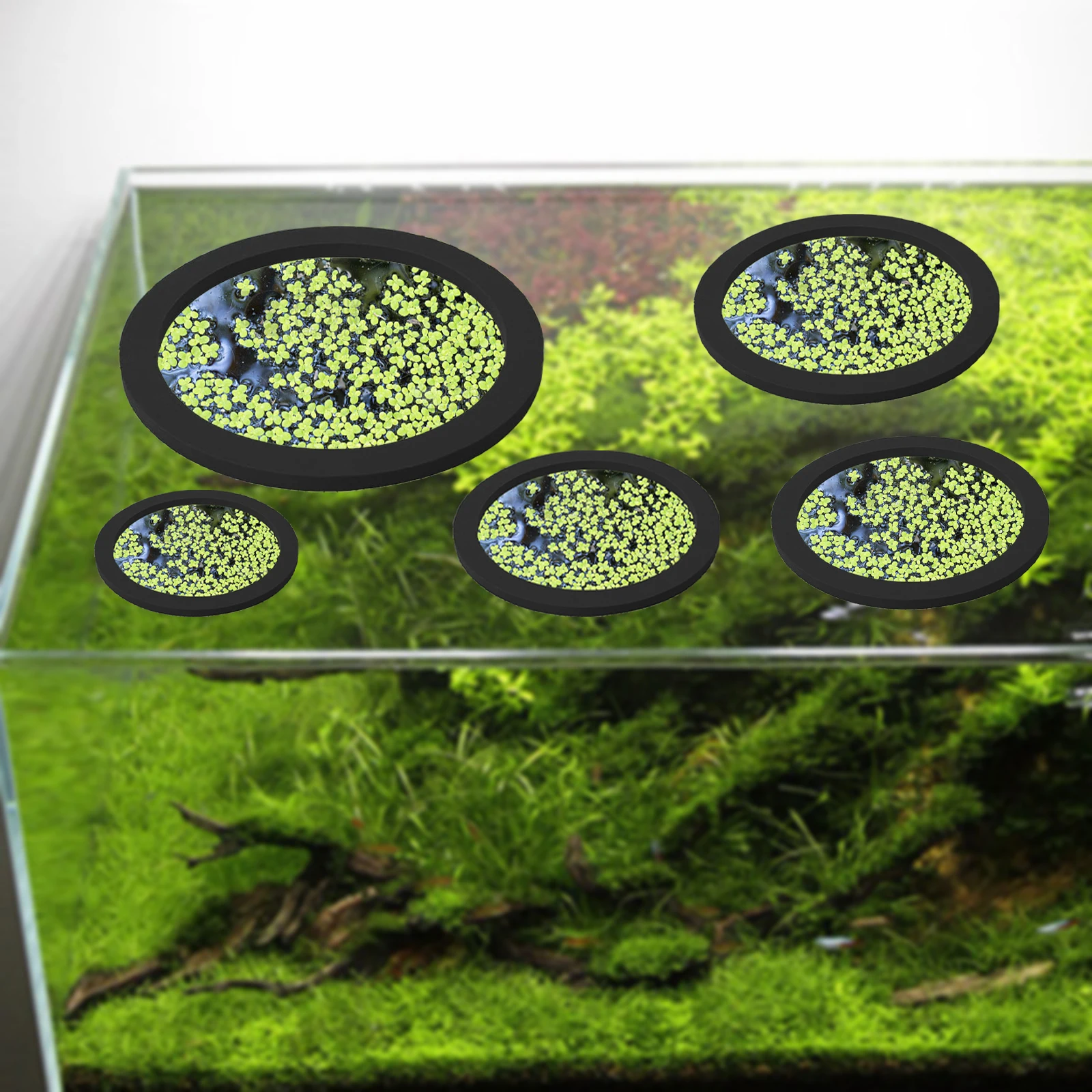5 pz EVA Anello di Alimentazio - Aquarium Plant recensione e prezzo